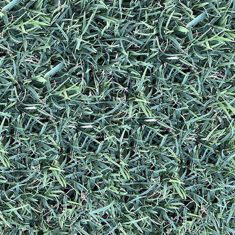 Grama - Celebration Inicio