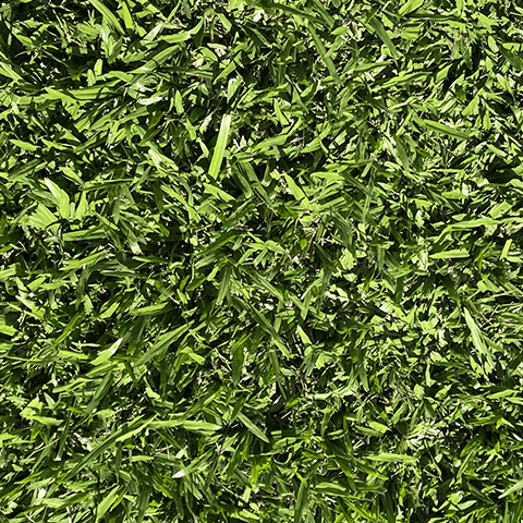 Grama - São Carlos Inicio