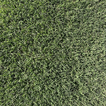 Grama TifWay419 inicio