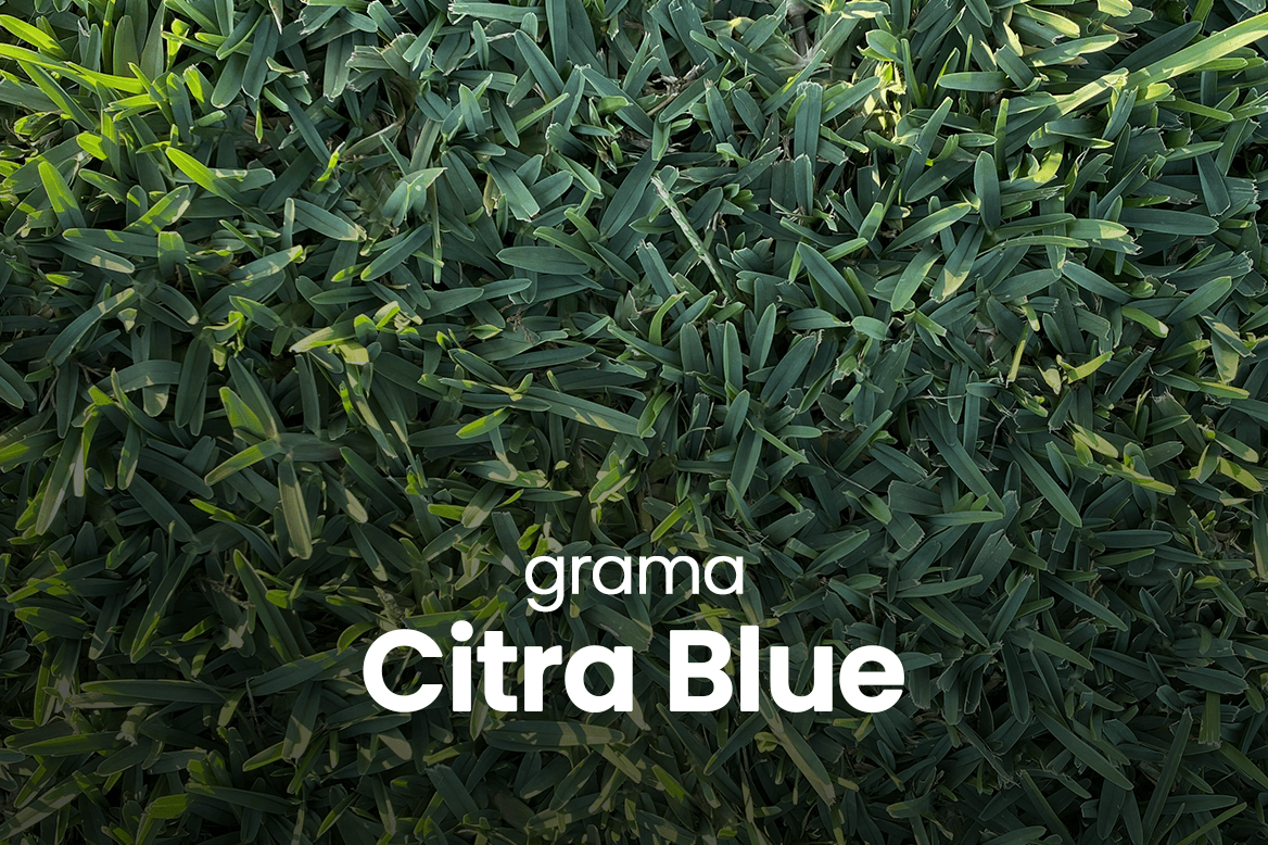 Recomendações - CitraBlue