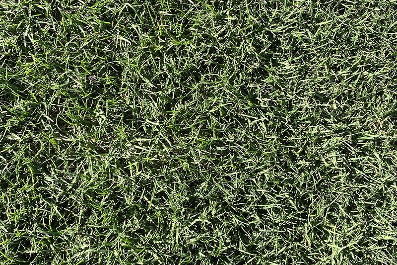 mini banner tifway419