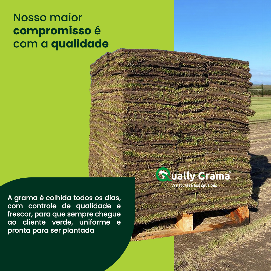 carrada de grama Esmeralda