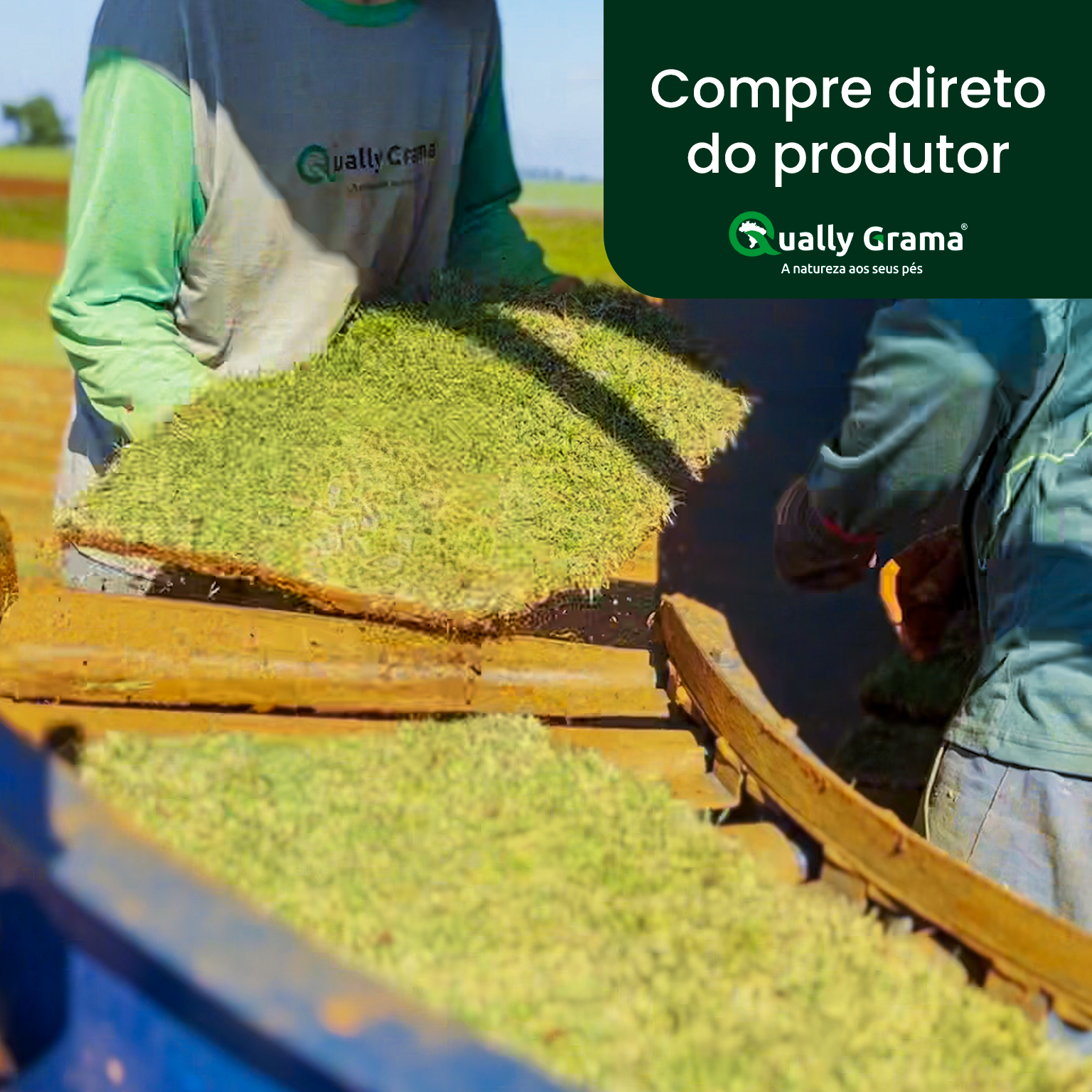 producao_grama_esmeralda