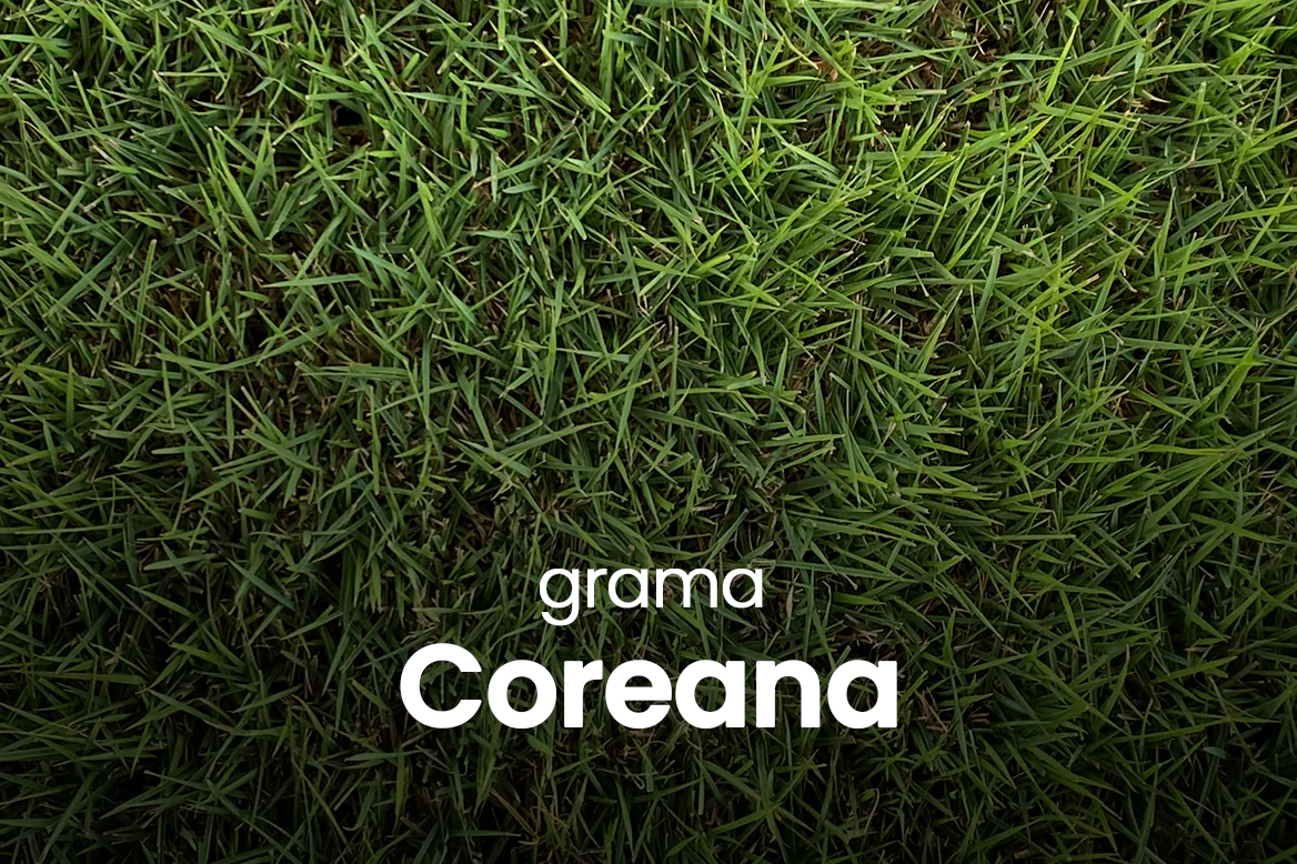 Link grama Coreana