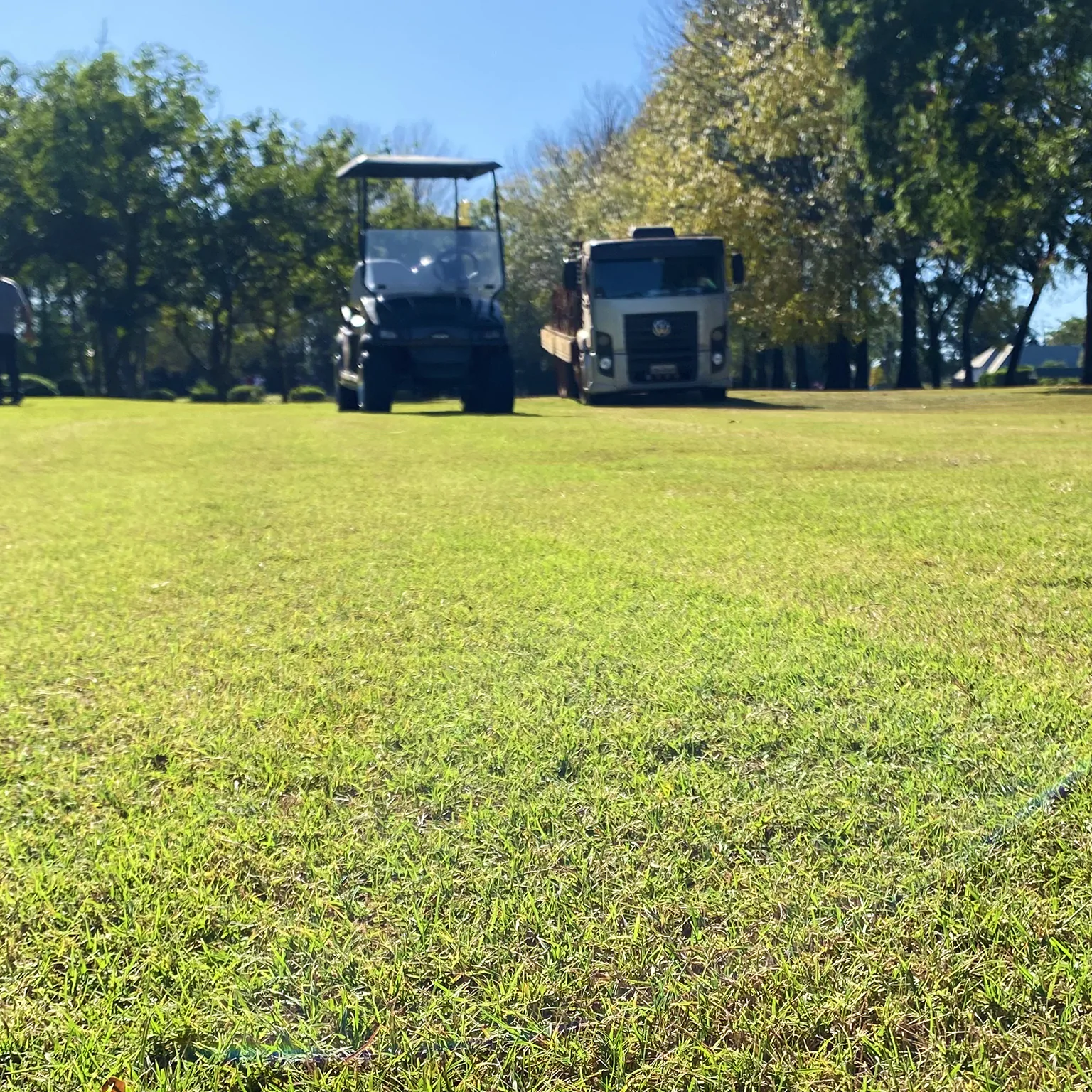 Local Grama Tifway 04