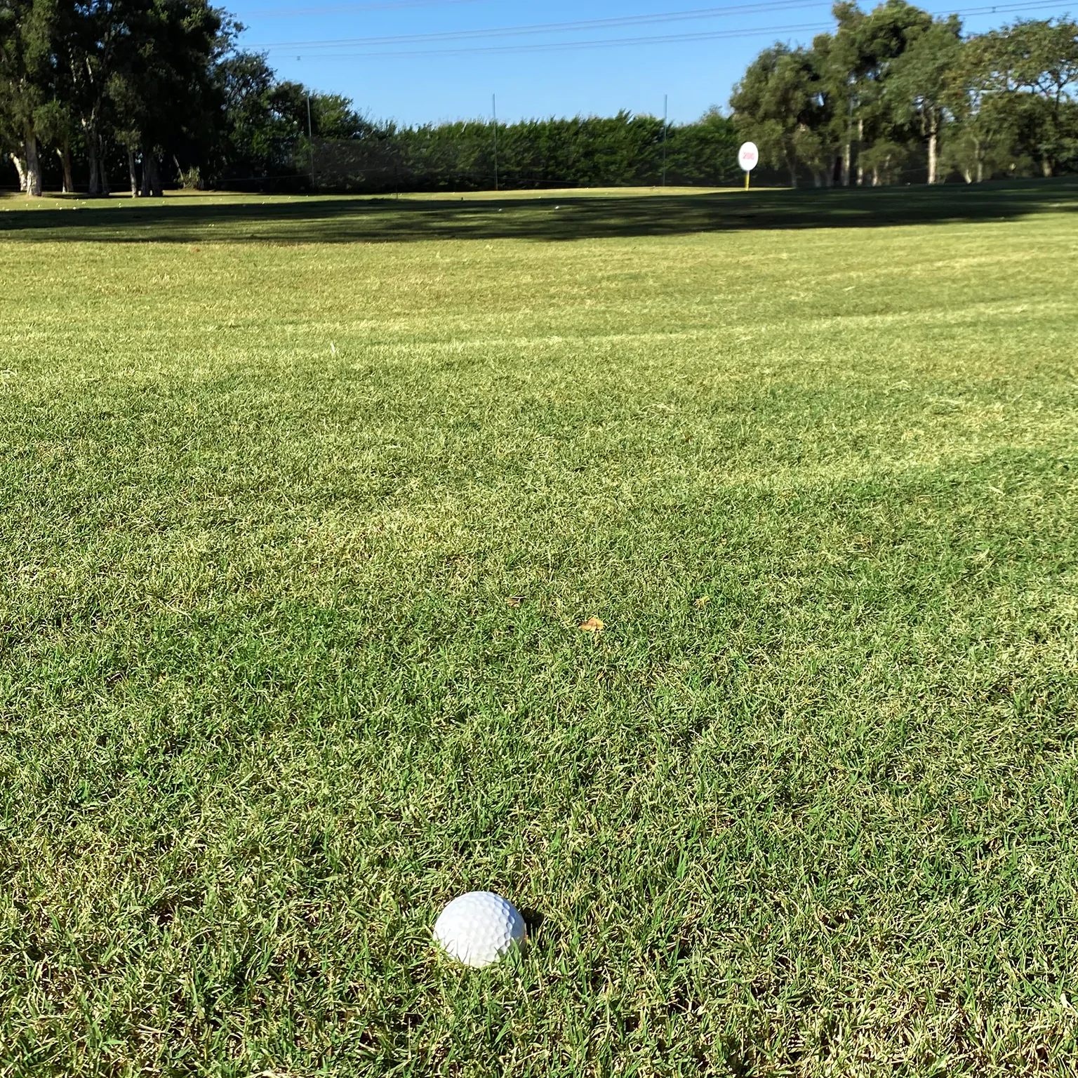 Local Grama Tifway 05