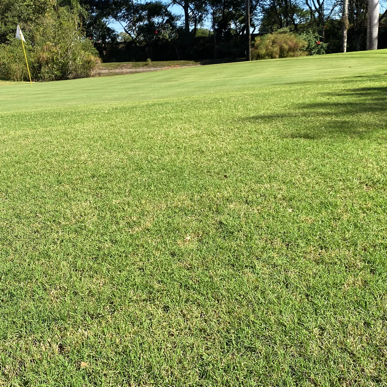 Local Grama Tifway 06