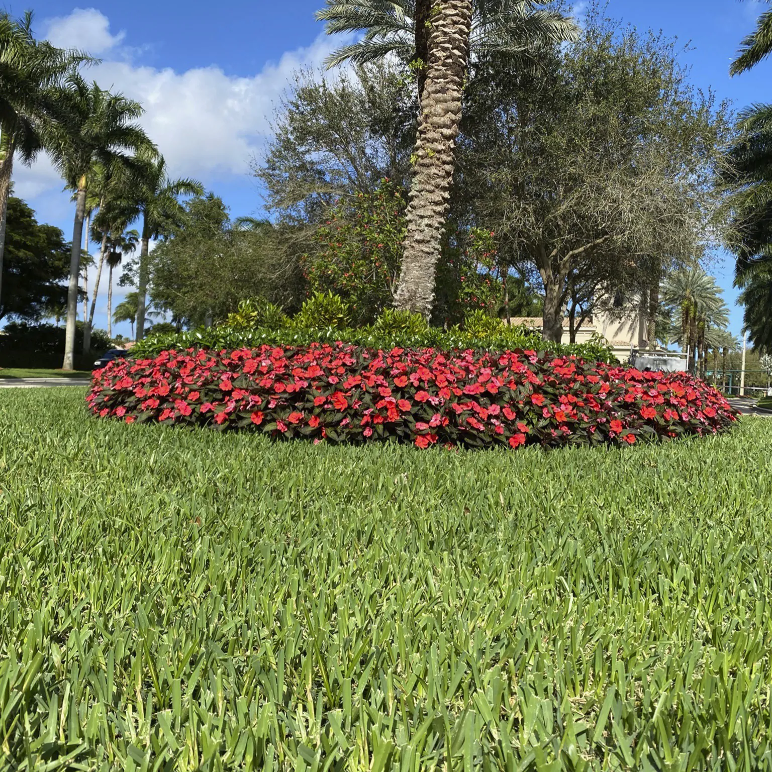 Local Grama Citra Blue 07