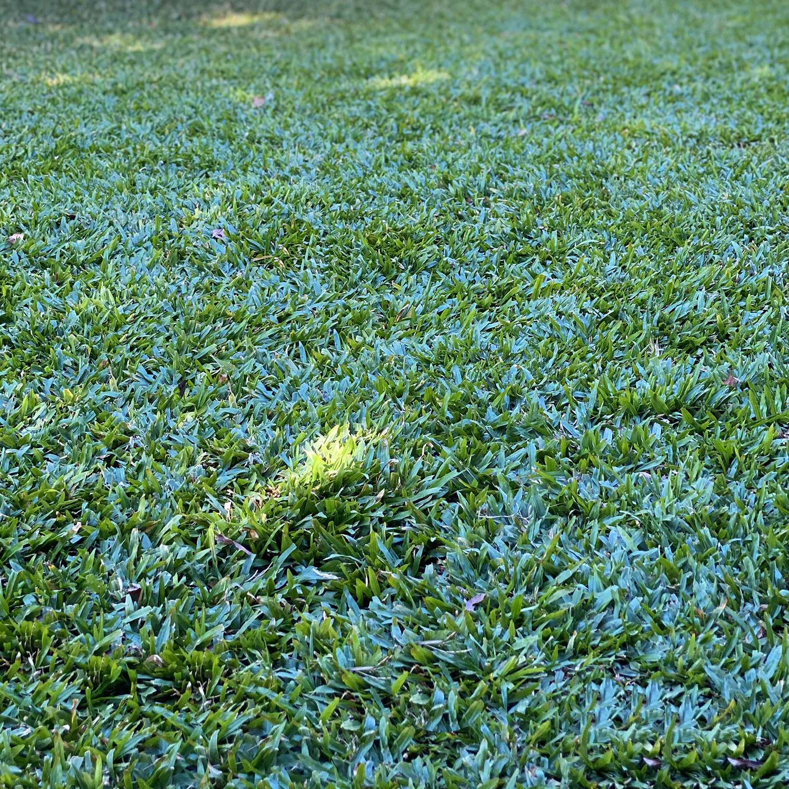 Local Grama Sao Carlos 05