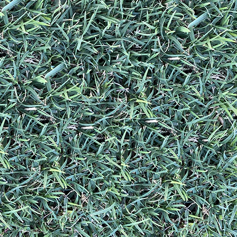 Grama - Celebration Inicio