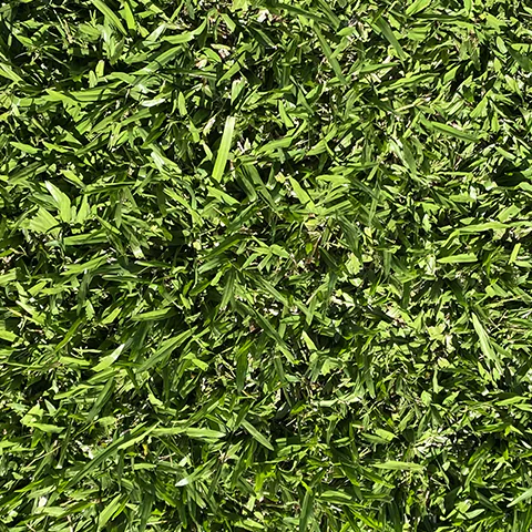 Grama - São Carlos Inicio