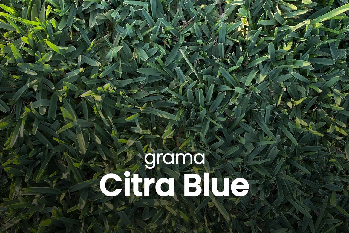 Recomendações - CitraBlue