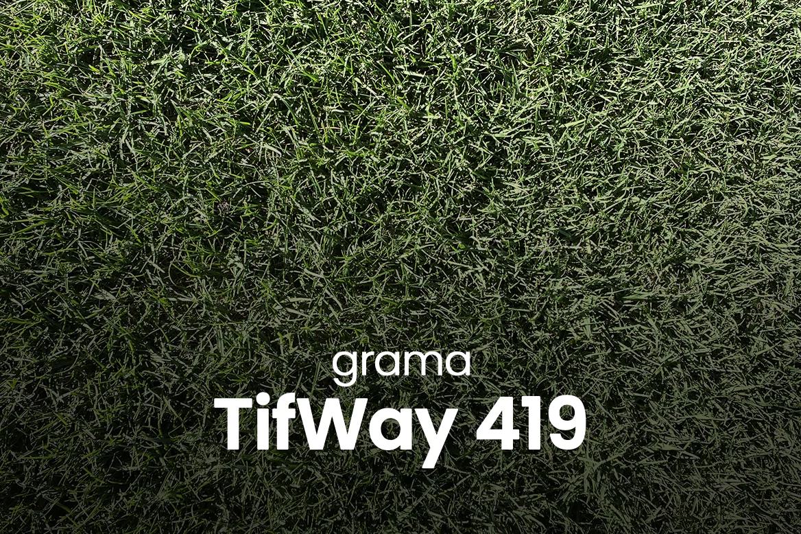 Recomendações - TifWay