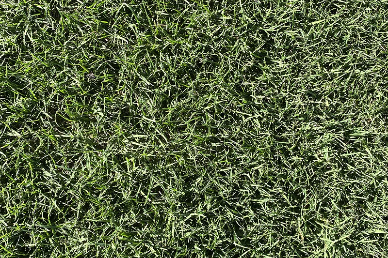 mini banner tifway419