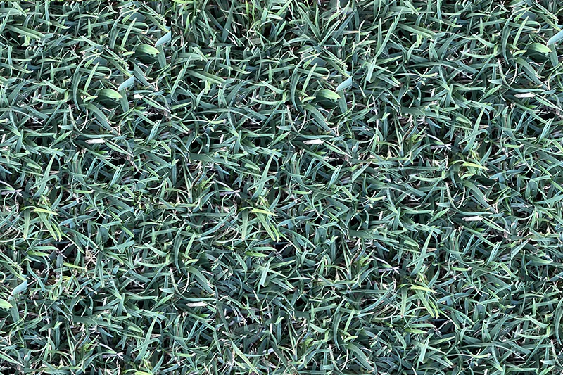 mini bannerCelebration